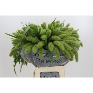 SETARIA IT VOLL MELK