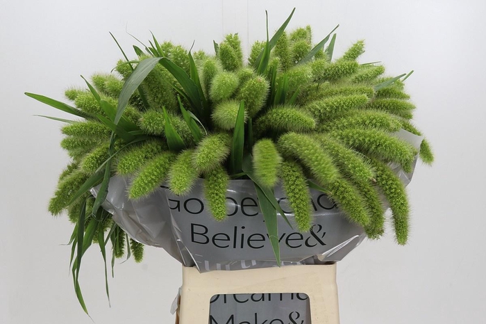 <h4>SETARIA IT VOLL MELK</h4>