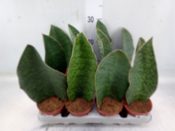 <h4>Sansevieria grandis</h4>