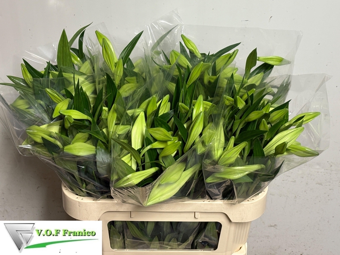 <h4>LI LF WHITE HEAVEN</h4>