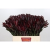 Leucadendron Saf Sunset Dark R.