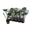 Monstera Deliciosa