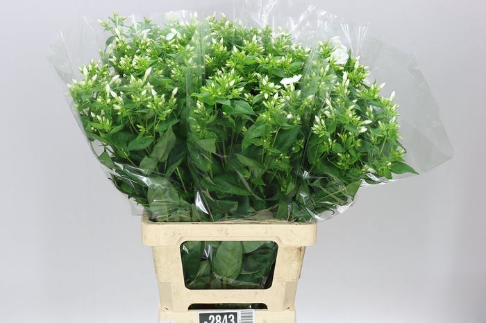 <h4>Phlox P Danielle White</h4>