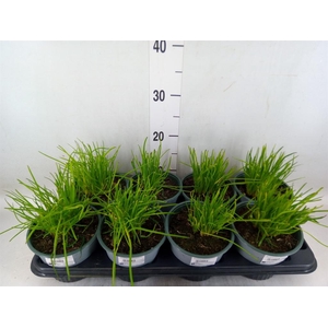 Allium schoenoprasum