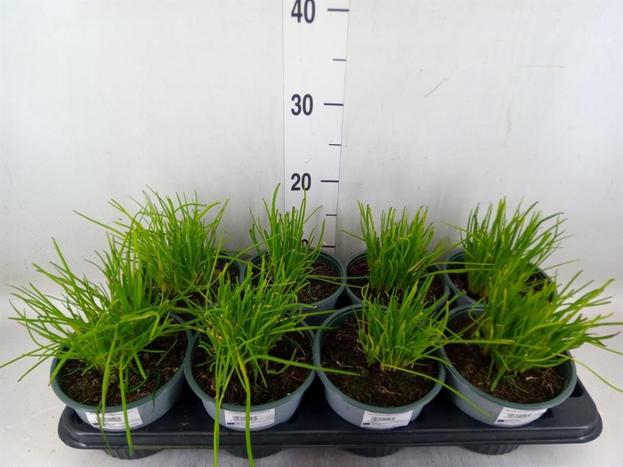 <h4>Allium schoenoprasum</h4>