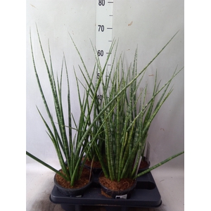 Sansevieria cyl.  ...