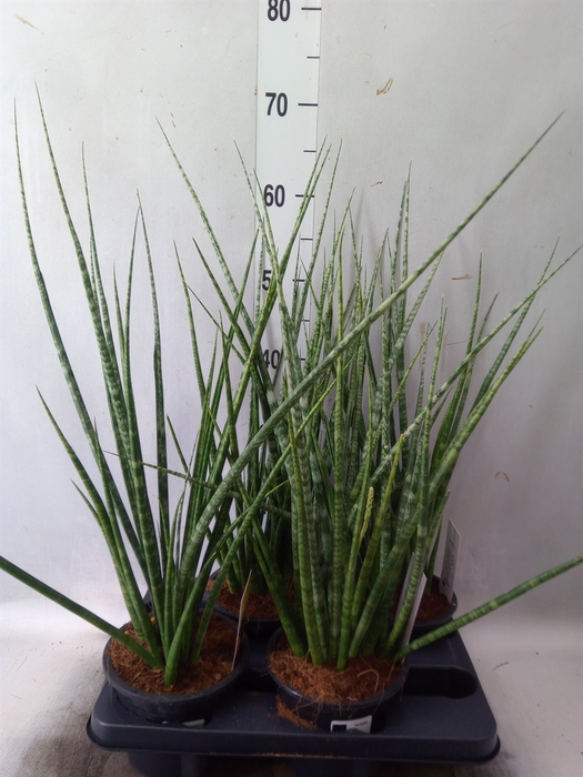 <h4>Sansevieria cyl.  ...</h4>
