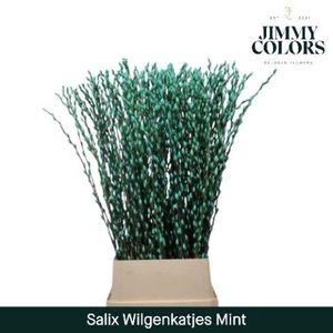 Salix Katjes L120 Mint Green