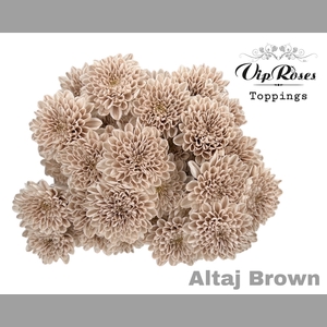 CHR T ALTAJ BROWN