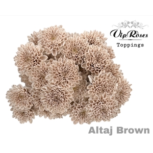 CHR T ALTAJ BROWN