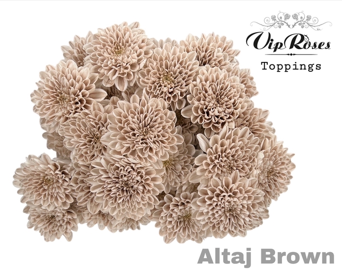 <h4>CHR T ALTAJ BROWN</h4>