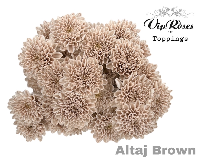 <h4>CHR T ALTAJ BROWN</h4>