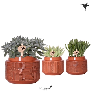 Kolibri Greens Succulenten mix in Maze pot terracotta