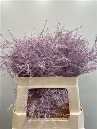 <h4>Treefern Light Pink</h4>