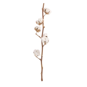 Cotton branch 6 heads natural