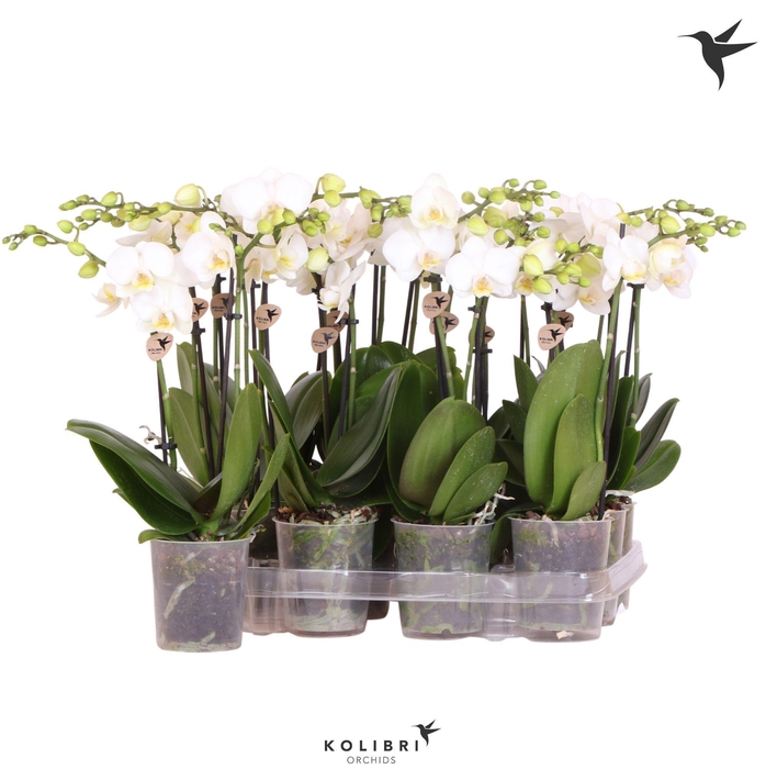 <h4>Kolibri Orchids Phalaenopsis White 2 spike no label</h4>