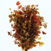 Pres Querc Leafs Cerise