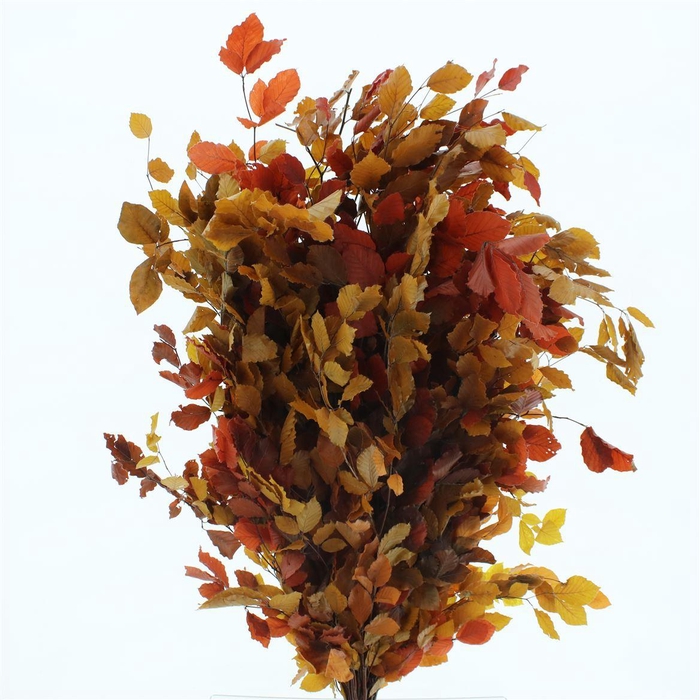Pres Querc Leafs Cerise