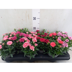 Dianthus  'Oscar'   ...mix