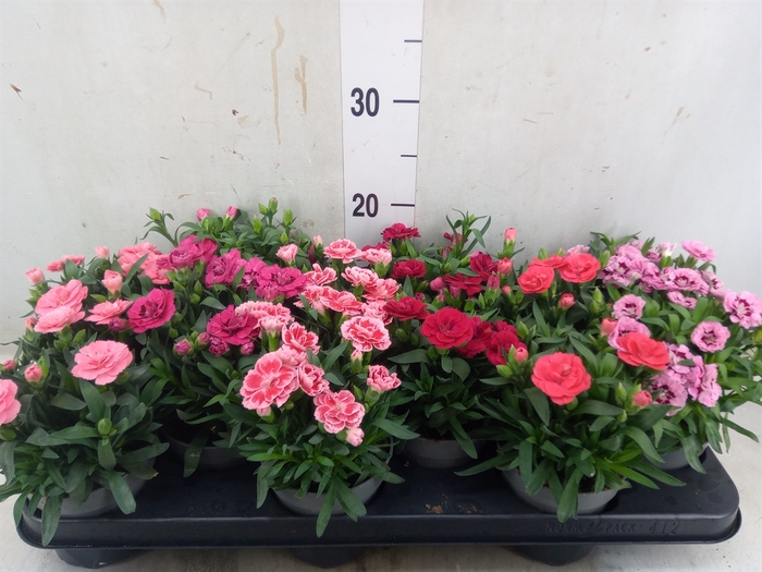 <h4>Dianthus  'Oscar'   ...mix</h4>