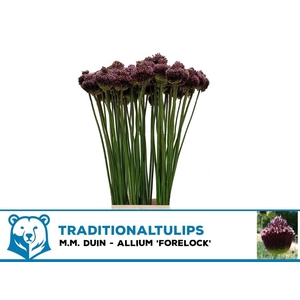 Allium Forelock