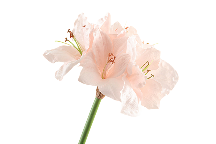<h4>Amaryllis Pink Light FL440004LPK</h4>