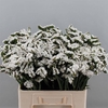 Limonium sinuatum Silvery Sun Birds