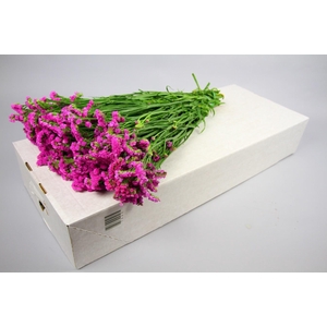 Limonium sinuatum Rosa Sun Birds