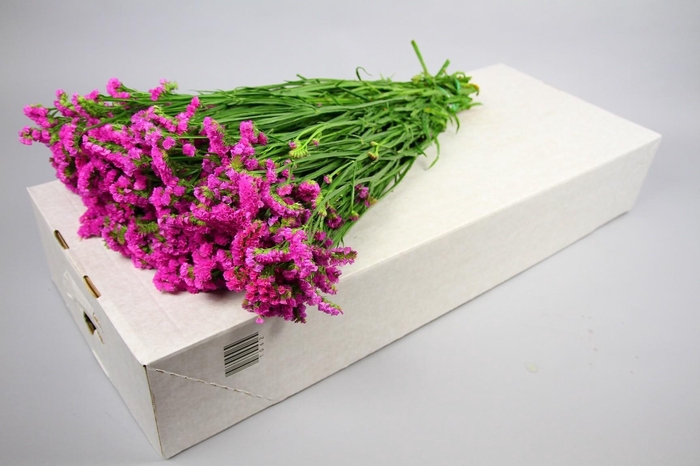 <h4>Limonium Statice Rosa Sun Birds</h4>
