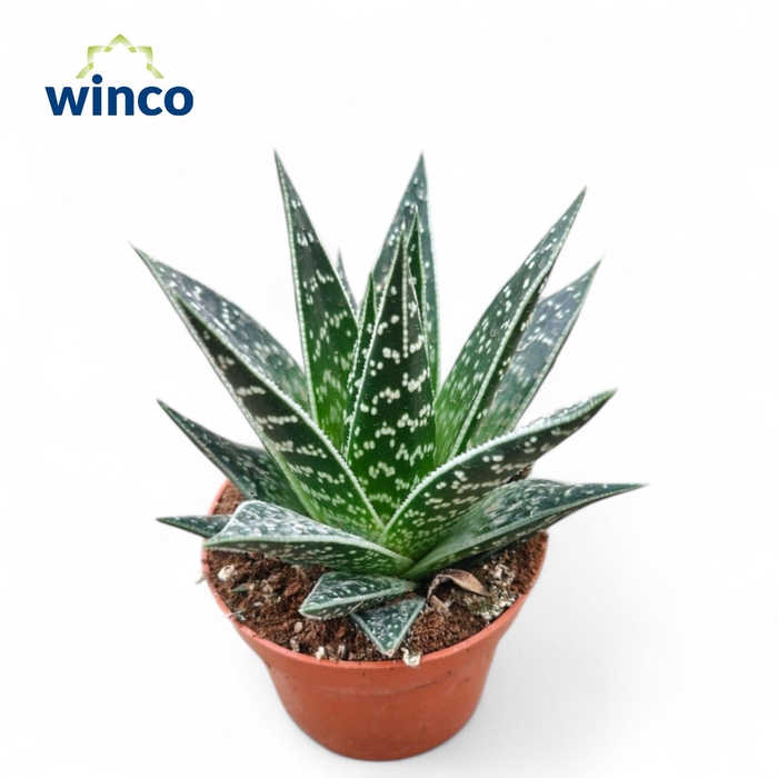 <h4>Aloe Interstellar</h4>