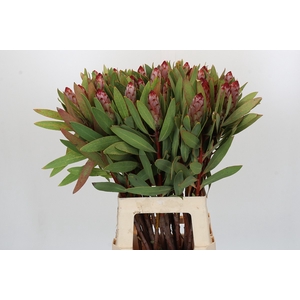 Protea Robijn