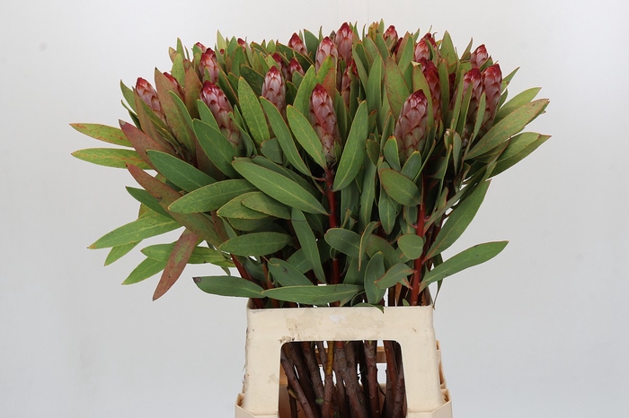 Protea Robijn