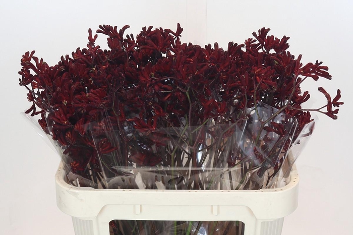 <h4>Anigozanthos Bush Ruby</h4>