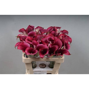 Calla Captain Promise Kallaland