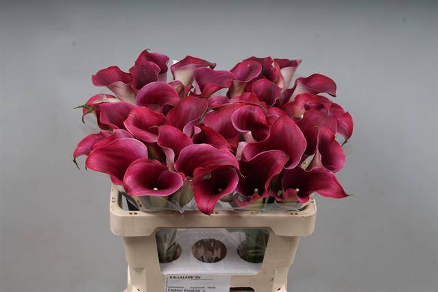 <h4>Calla Captain Promise Kallaland</h4>