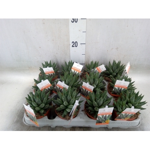 Haworthia   ...