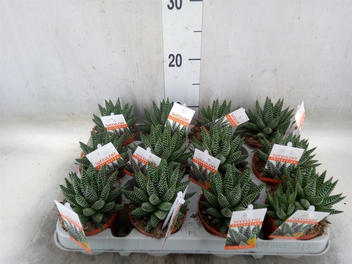 <h4>Haworthia   ...</h4>