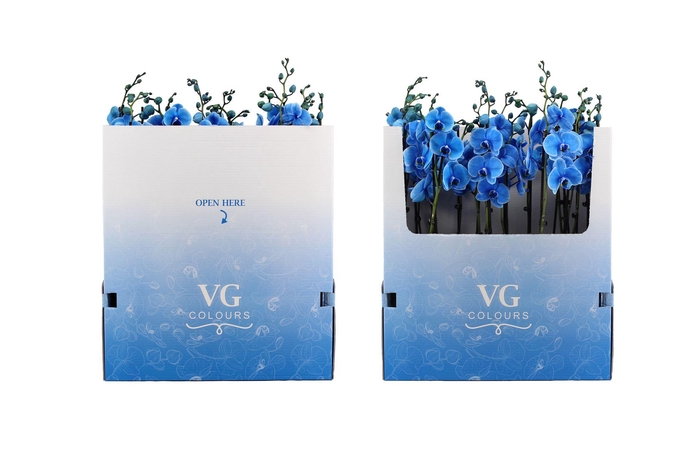 <h4>Phalaenopsis   ...</h4>