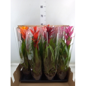 Guzmania   ...mix