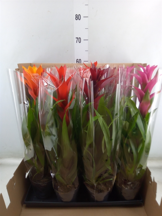 <h4>Guzmania   ...mix</h4>