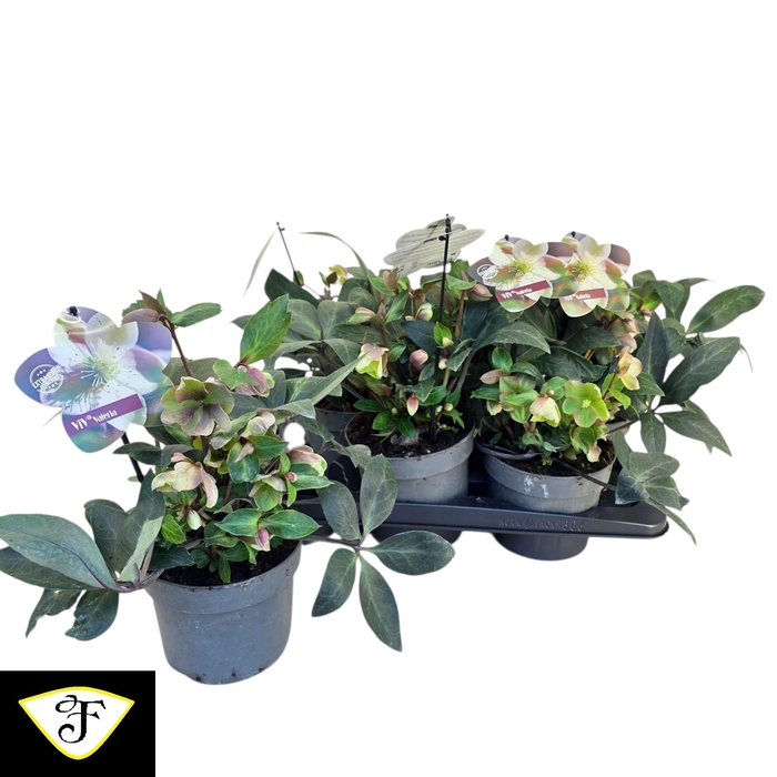 <h4>HELL VIV VALERIA</h4>