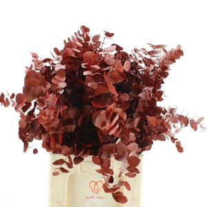 Euca Klb Cinerea Rood 300gr