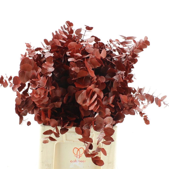 <h4>Euca Klb Cinerea Rood 300gr</h4>