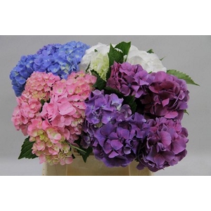 Hydrangea mix in bucket