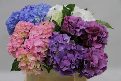 <h4>Hydrangea mix in bucket</h4>