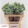 Oxypetalum Tan Pur Blue