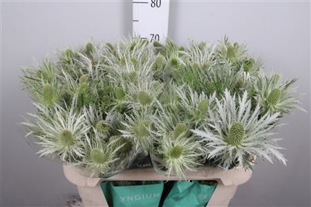 <h4>Eryn Love Whit Green</h4>