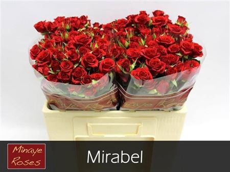 <h4>R Tr Mirabel</h4>