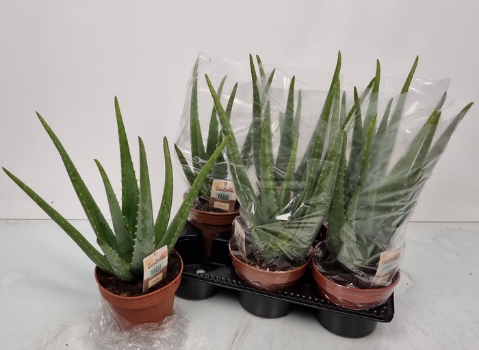 <h4>ALOE VERA</h4>