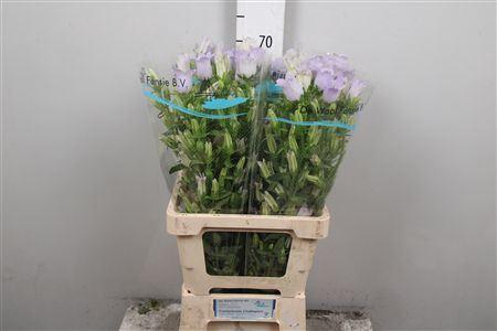 <h4>Campanula medium 'Champion Lavende'</h4>